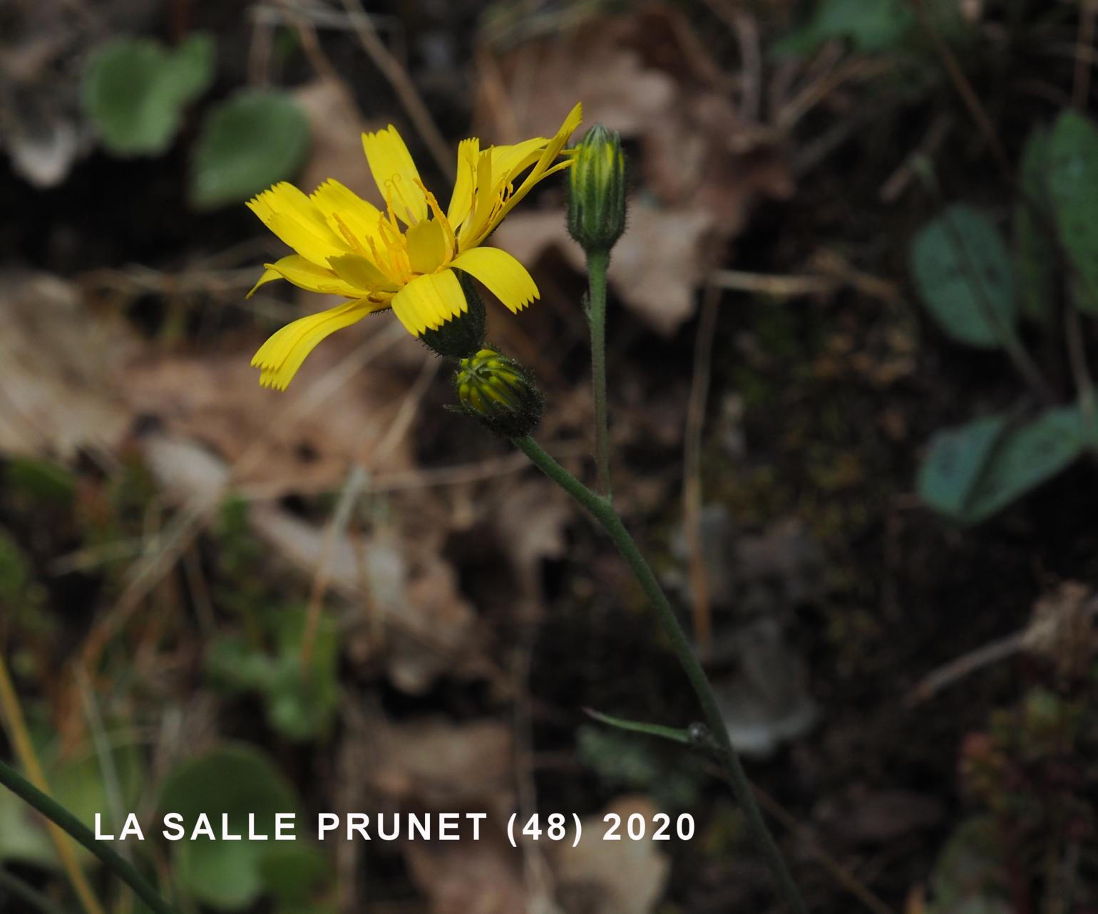 Hawkweed, (of Planchon)